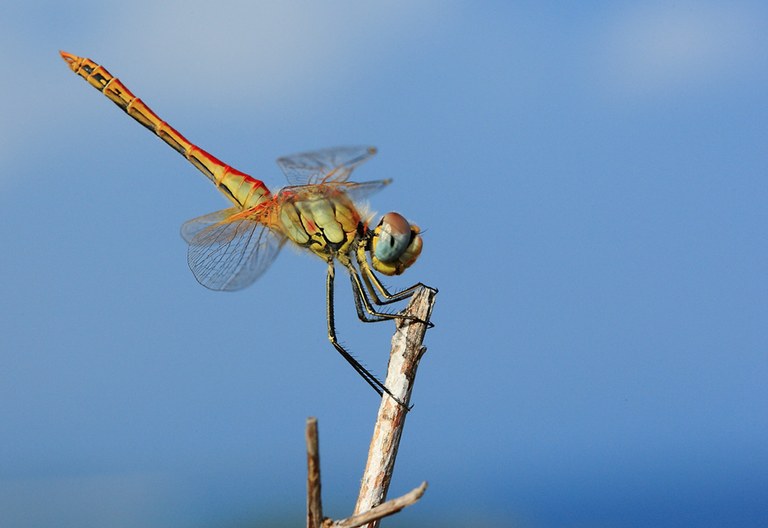 libellula.jpg